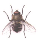 Cluster Fly