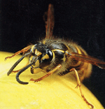 wasp