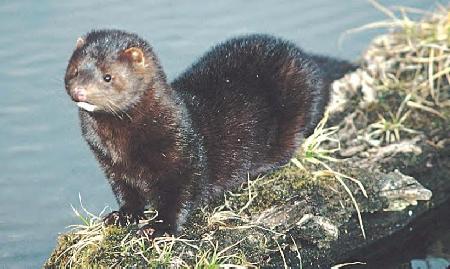 mink