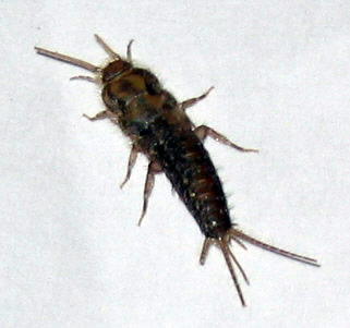 silverfish