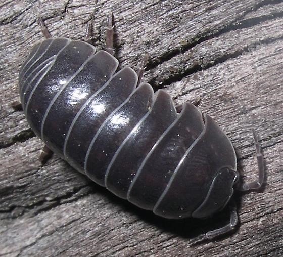 Woodlice